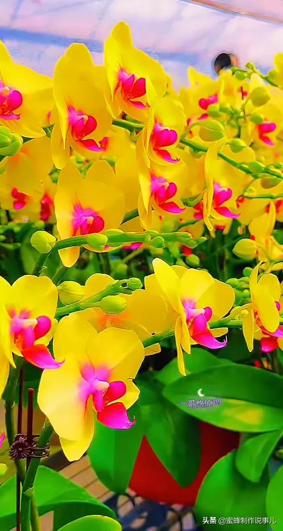 鸟语花香百花争艳让人陶醉,宁静祥和鸟语花香