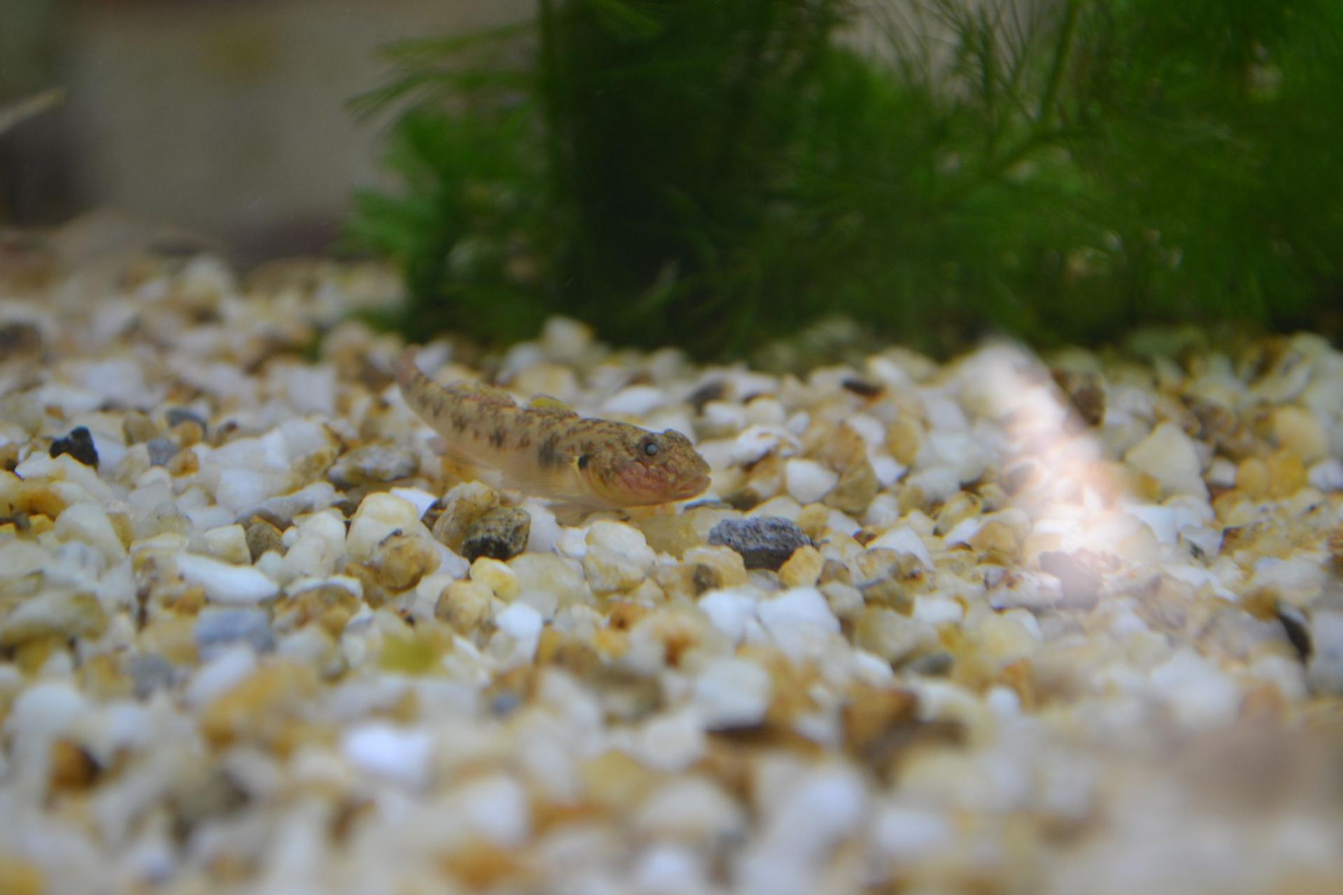 猫狗不停，除了猫狗，这些小可爱，你家的娃都养过了吗？