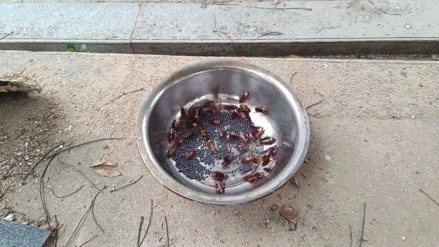 吸血鬼真正的进食方式,海底的吸血鬼进食