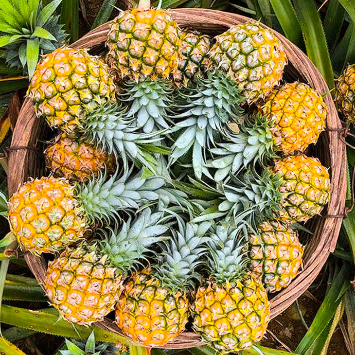 菠萝与凤梨有什么区别,金钻凤梨与菠萝的区别