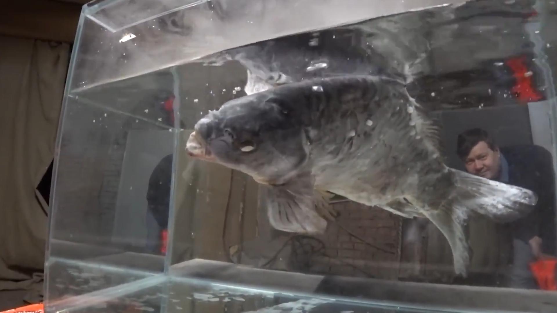 甲鱼冷冻多久可以复活,冰冻的一个月的甲鱼能否复活