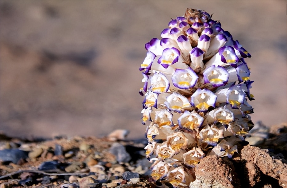 宫秀堂男科药效果,男科淋巴管炎用什么药
