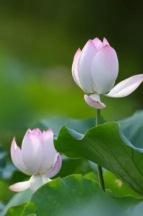 莲花图片大全唯美禅意心境,唯美莲花意境图片静心