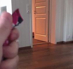 缅因库恩猫银虎斑,缅因猫浅银虎斑