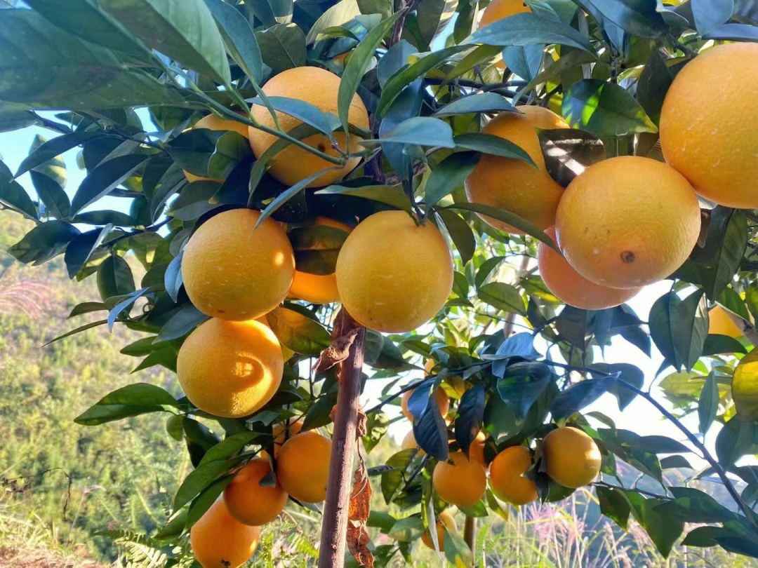 橘子橙子柑子桔子的树叶区别图解,橘子柑子和橙子的区别傻傻分不清