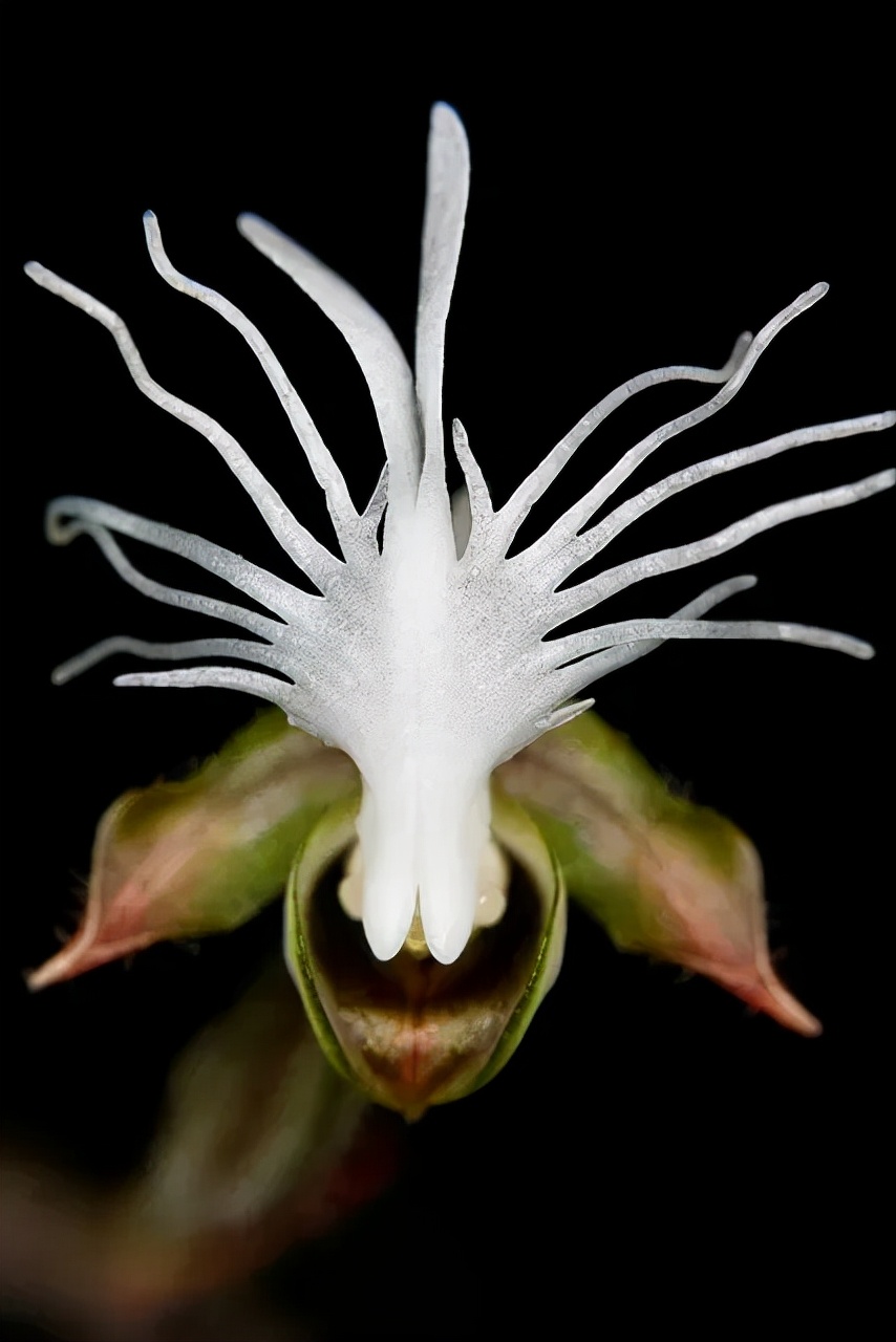 快来看看，兰花的世界真奇妙|壹木星球No.14