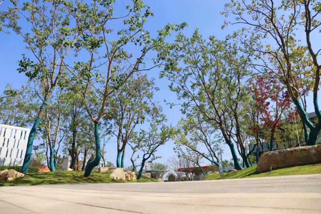 太美了值得去看的地方,临沂最美口袋公园