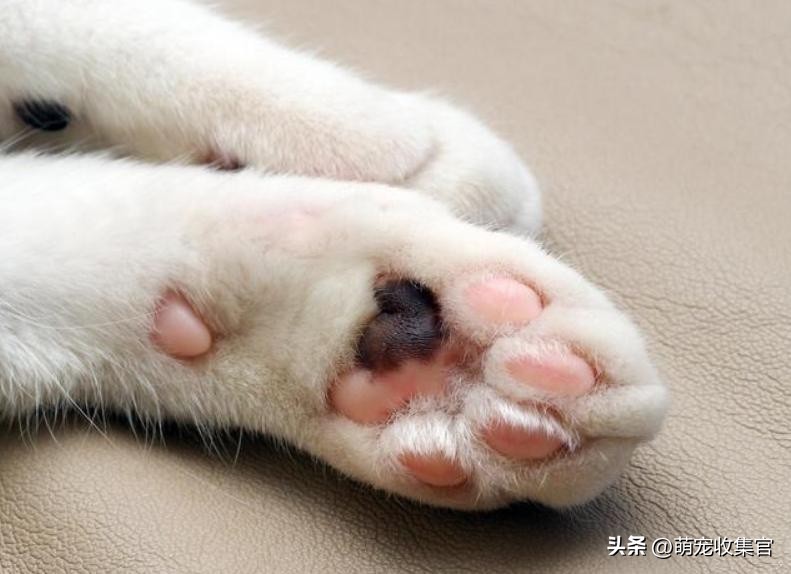 猫咪指甲劈裂是什么原因,猫咪指甲裂了一半怎么处理