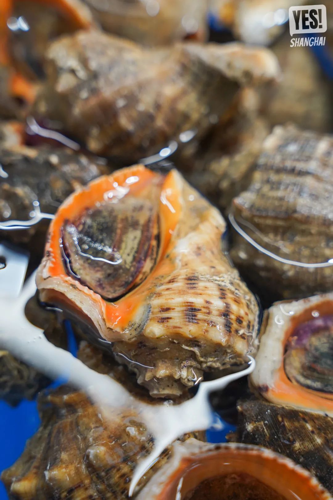 浦东盒马x会员店跨境店,上海第二家盒马x会员店