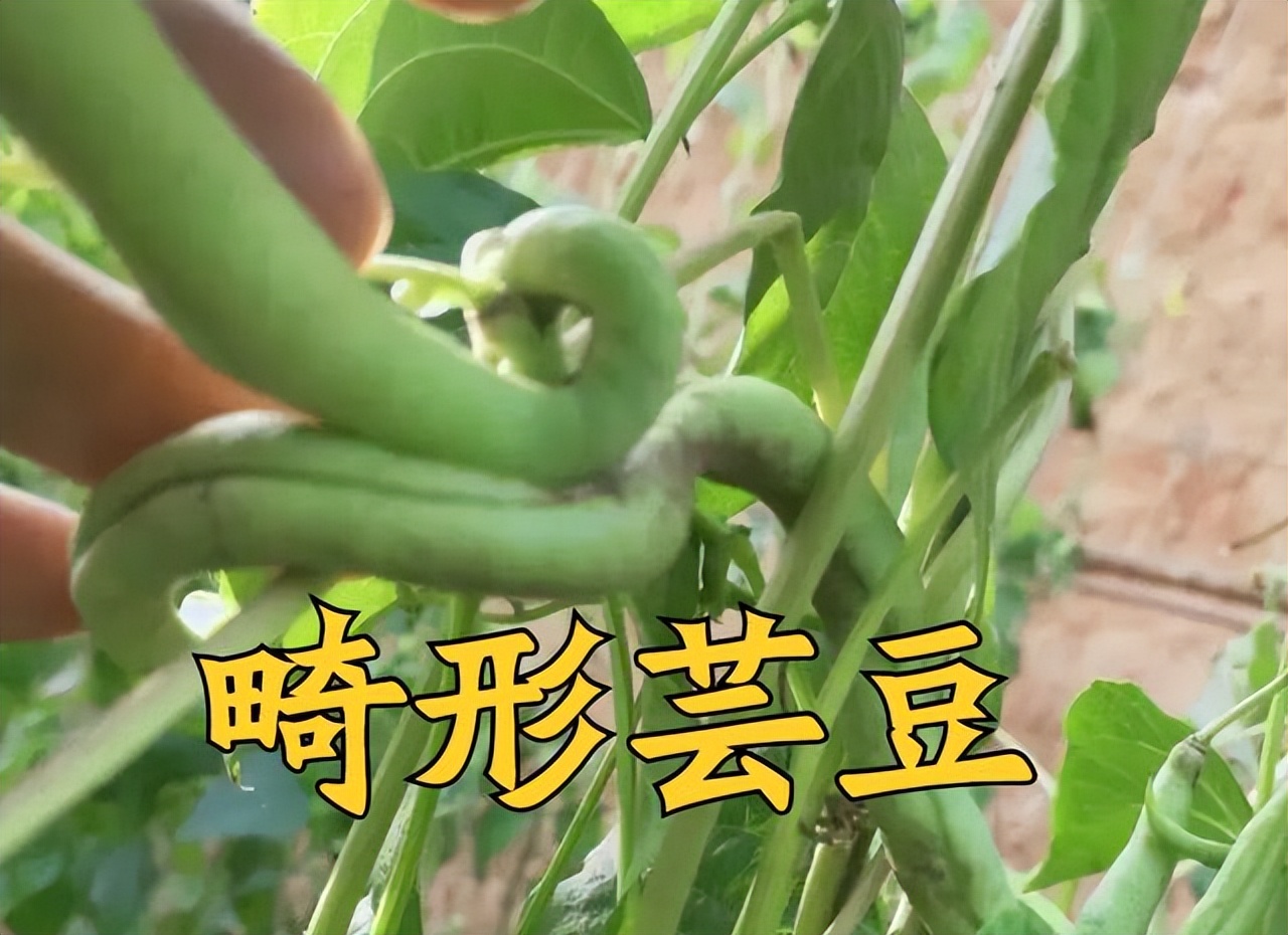 大棚芸豆栽上以后卷叶是什么原因,豆角芸豆怎样种植结果多