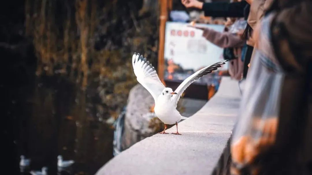 TDD.L案例｜昆明翠湖亚朵酒店：随遇而安，心之所向