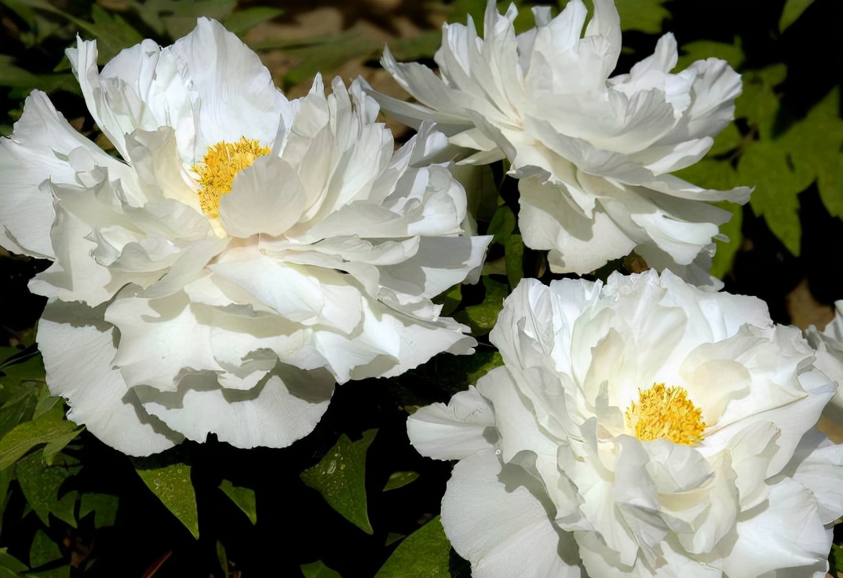 白牡丹花的花语和寓意,关于牡丹的花语和寓意是什么意思