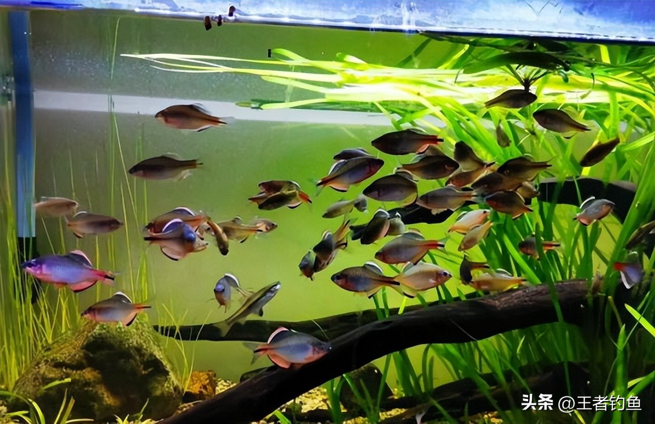 钓小鱼的鳑鲏十种方法,钓鳑鲏鱼最佳季节