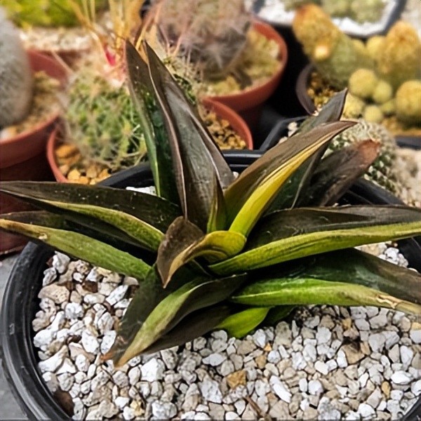 102个大类近500个多肉植物图片，都极其美丽，建议在家中也养一盆