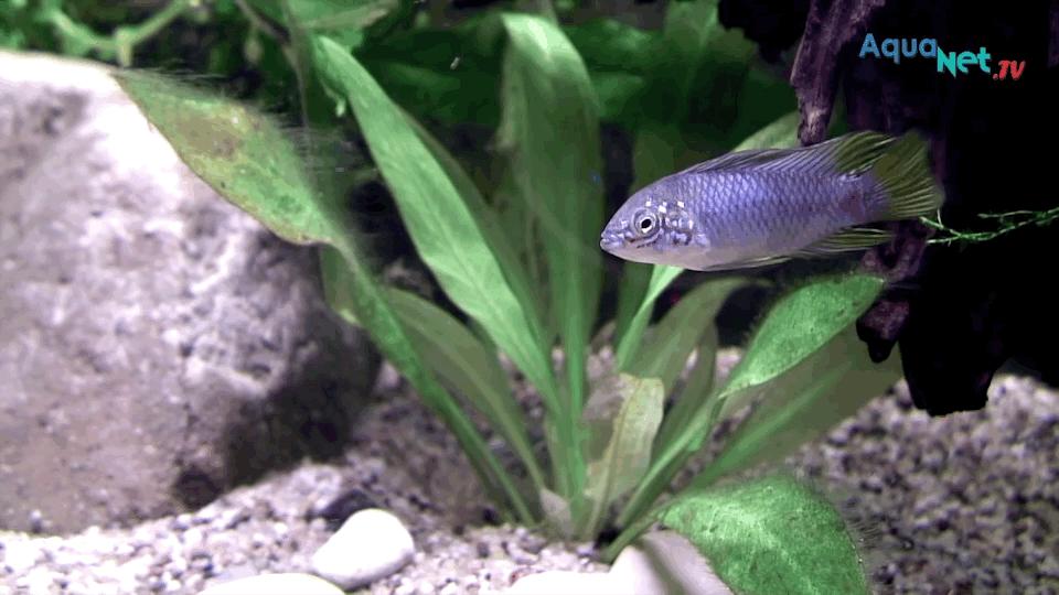 热带观赏鱼图片唯美大全,热带观赏鱼动图