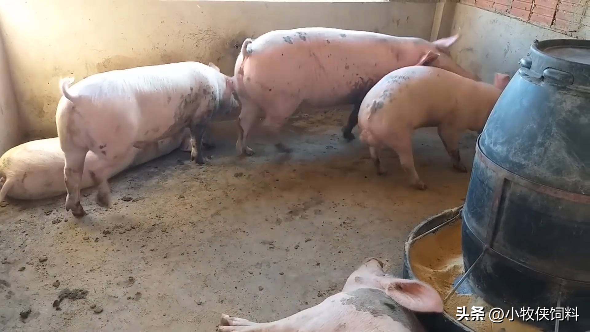 猪传染性萎缩性鼻炎传染仔猪吗,猪传染性萎缩性鼻炎