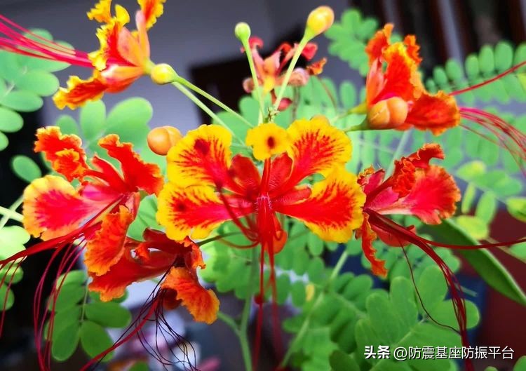 从发芽到开花的乐趣,从种子到果实成熟的感悟