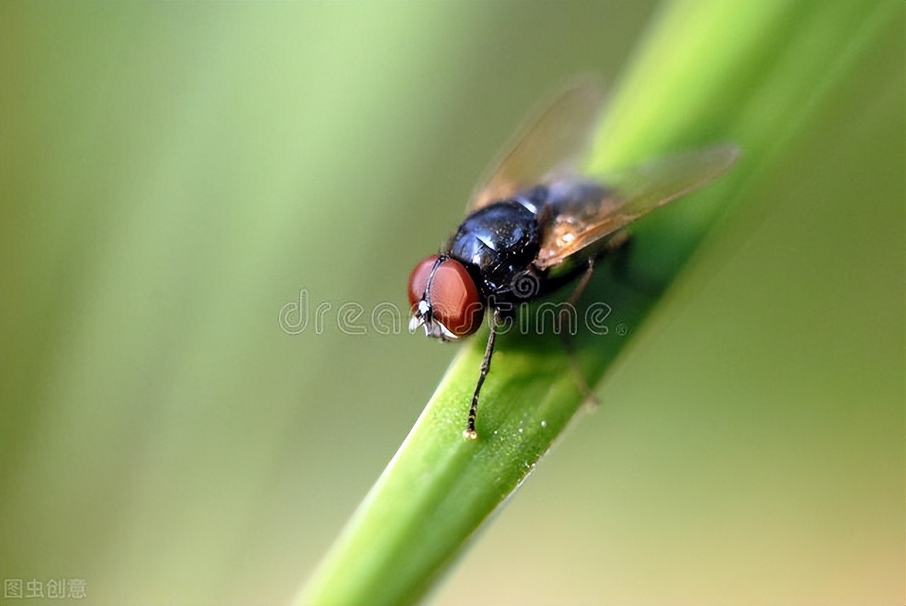 家里有苍蝇怎么消灭最有效方法,灭苍蝇小妙招大全100种