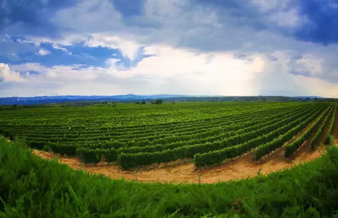 戎子酒庄红酒保质期多少年,戎子酒庄一箱六瓶红酒