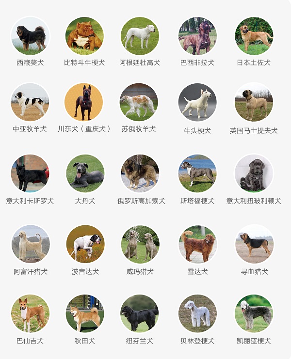 深圳电子犬证怎么办理,深圳在哪里办理养犬登记