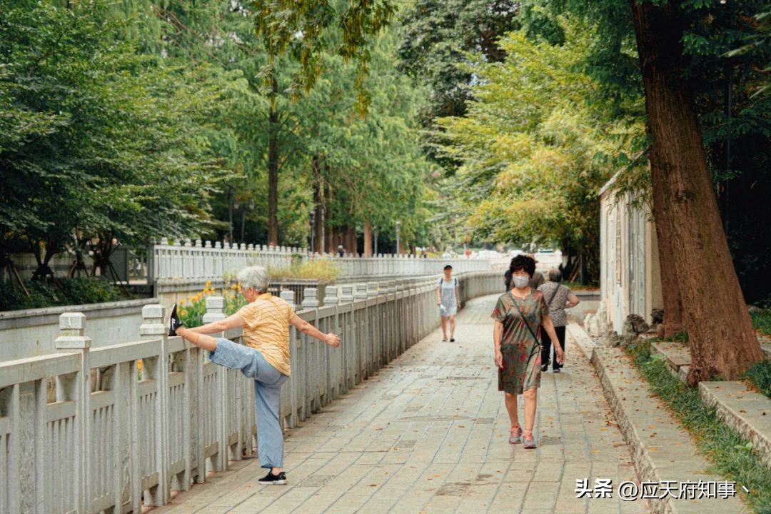 梧桐树寄托乡愁的诗句,关于南京的梧桐树文章