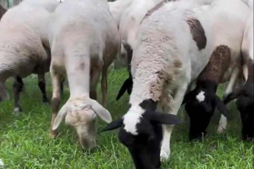 养羊如何赚钱最大化,养羊的风险分析