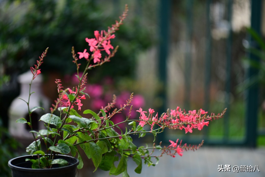 流放到菜地的花儿们，尽情绽放吧，不管在哪里｜园丁