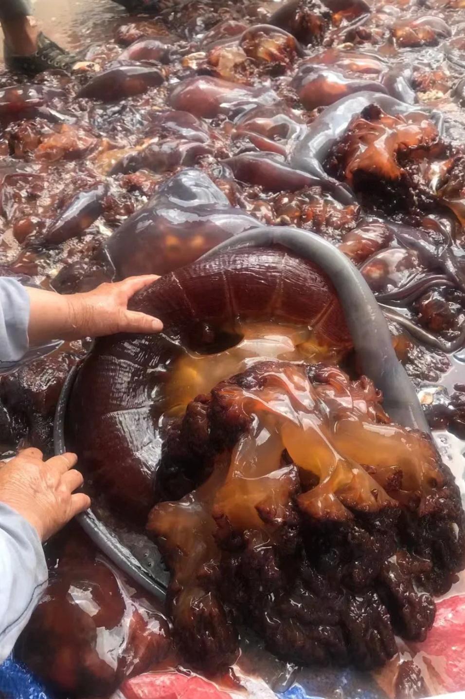 山东必吃海鲜盘点,山东十大特色海鲜