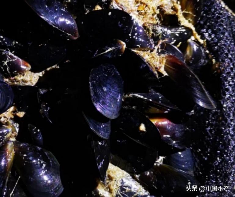 水生外来物种入侵防控工作方案,水生动物防疫