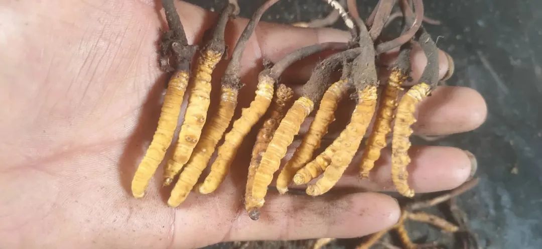 神秘藏医,神秘藏医奇特疗法