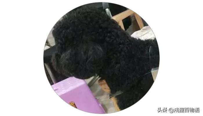 狗颈椎痛针灸,狗狗腰椎颈椎病怎么治疗