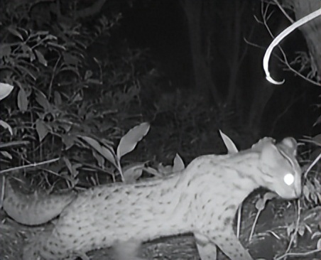 家底大揭秘！深圳究竟有多少“神奇生物”？