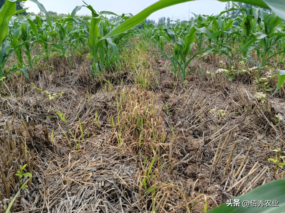 玉米田杂草一次除不净怎么办,玉米除草为什么草不死