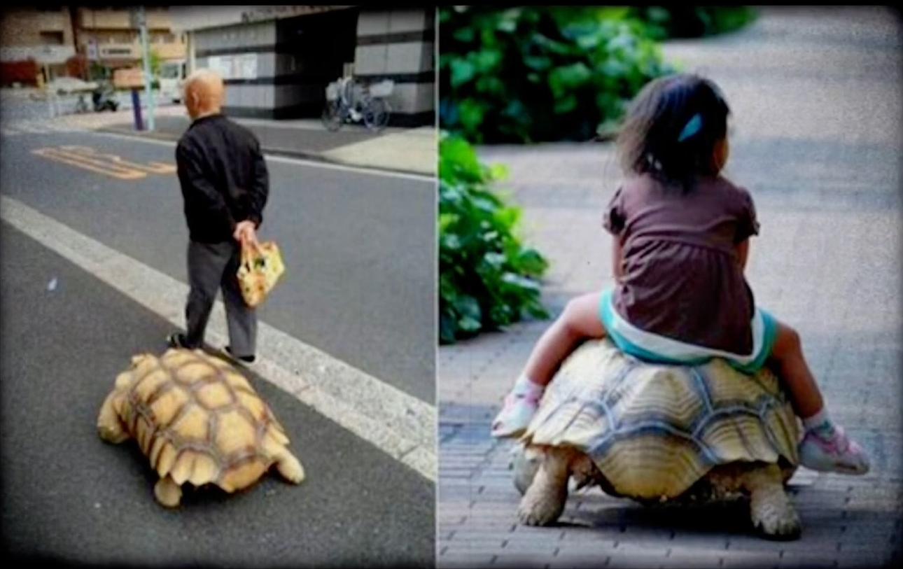 藏獒:中国的郁金香泡沫