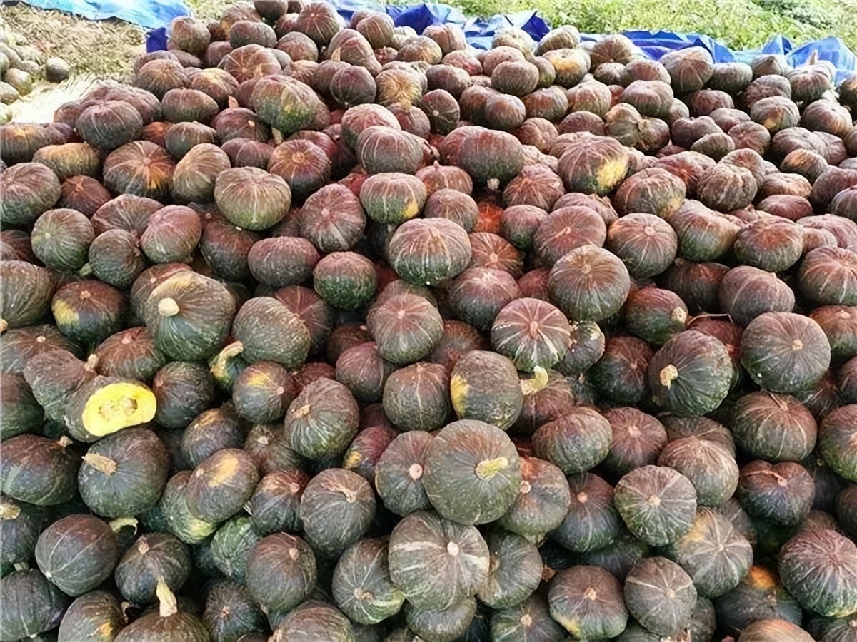 曾经在网络走红，巅峰时30元一斤，如今却成低价货，很多人不爱吃