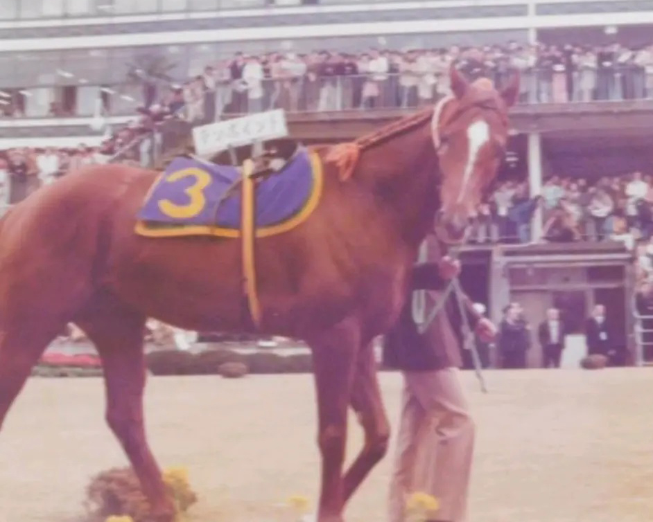 赛马断腿后，为什么会被安乐死？