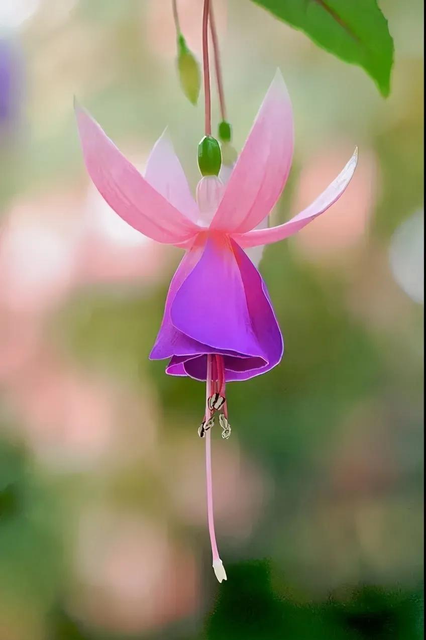 花朵壁纸横版,花朵招财壁纸