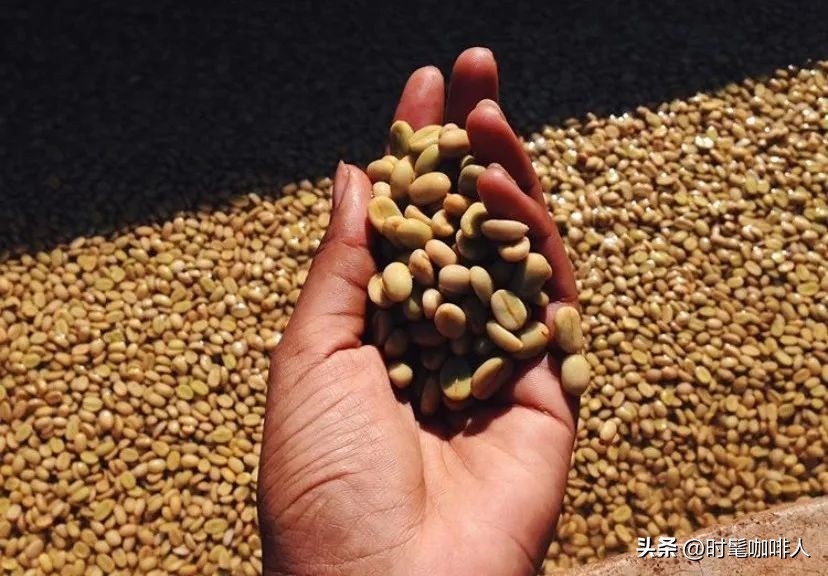 100%阿拉比卡咖啡推荐,100%阿拉比卡咖啡