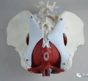 “啪啪啪”的玄机,原来在这块肌肉上