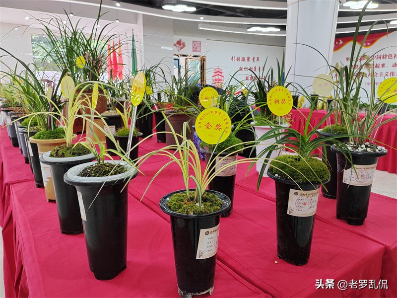 兰花齐放争奇斗艳太美了,众多兰花盛开