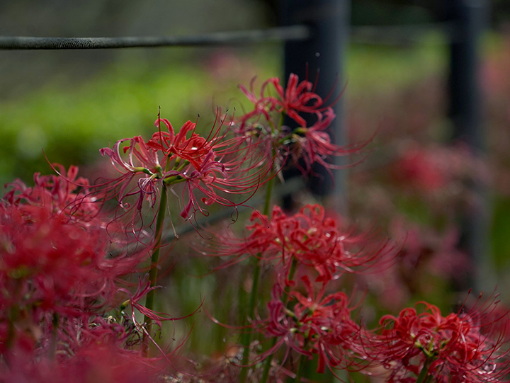 日本埼玉县一周游玩规划,日本埼玉好玩的地方