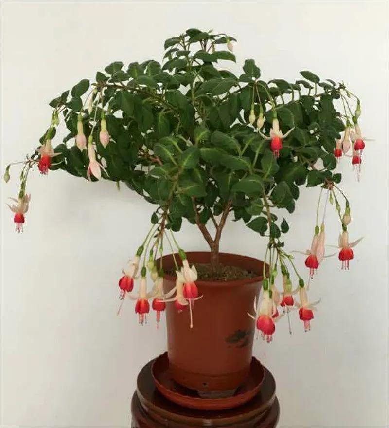 倒挂金钟花图片大赏,开单放鞭炮庆祝图片图文