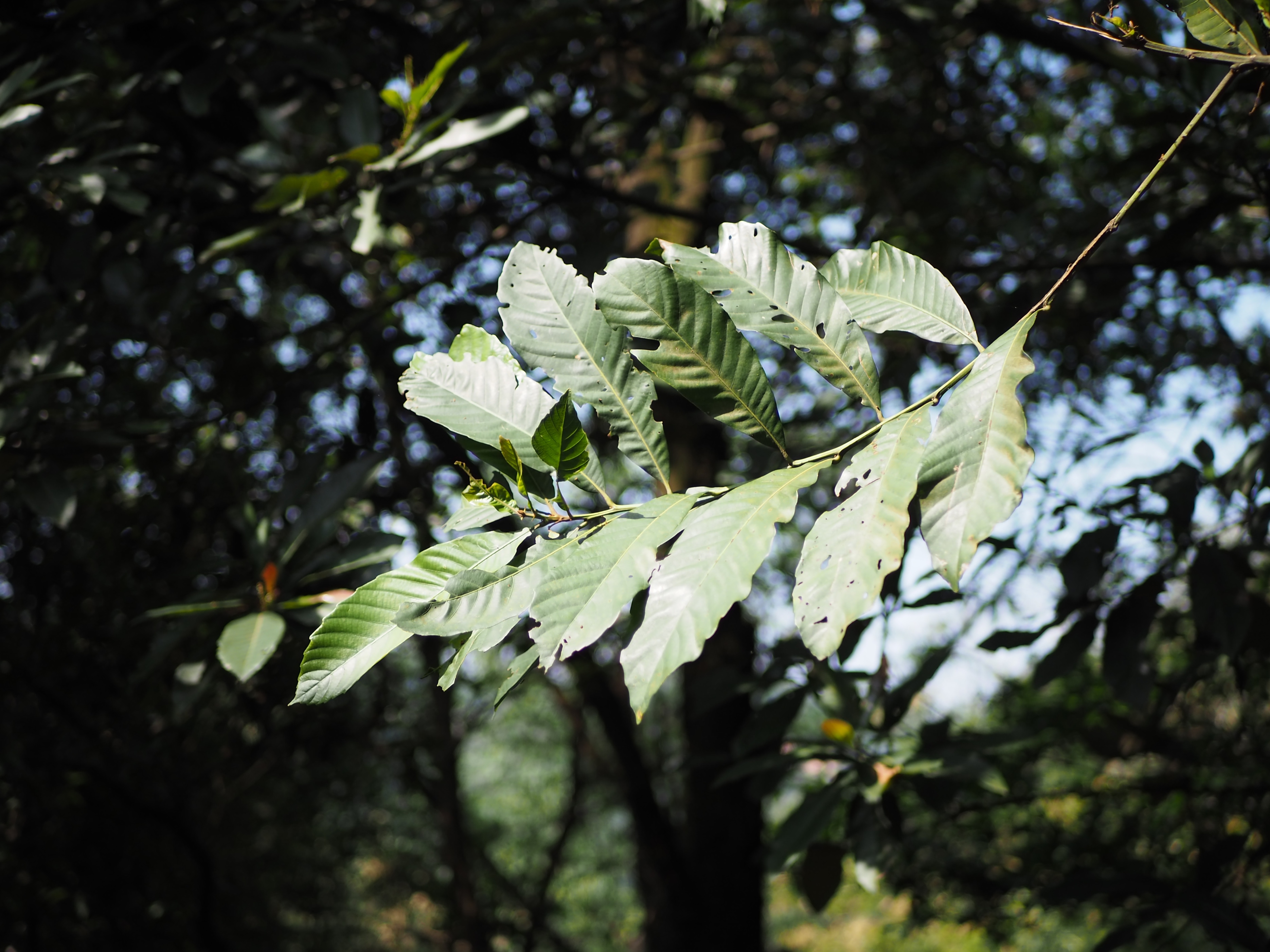 松下25mmF1.7样张赏析，看看画质、锐度如何？