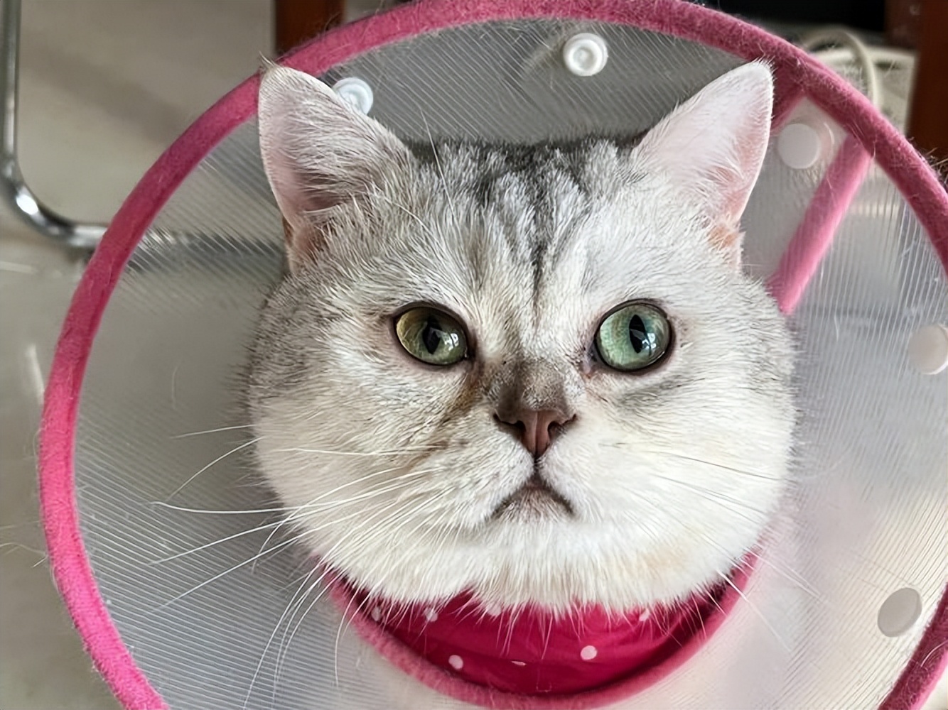 两个多月银渐层有泪痕正常吗,银渐层有耳螨泪痕严重怎么办