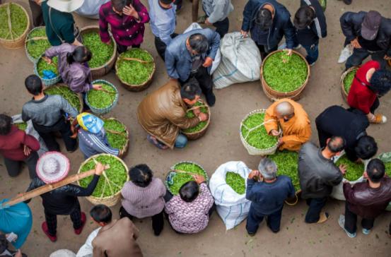 网上买的茶为什么那么便宜,网上买茶的正确方法和注意事项