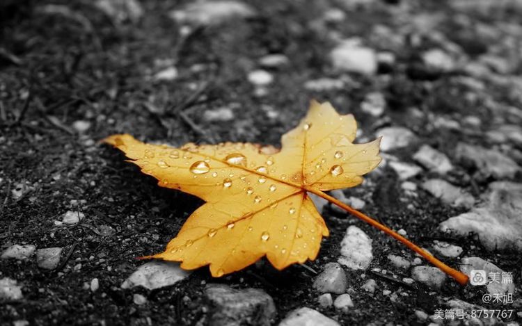 暮秋雅阁微刊第十八期