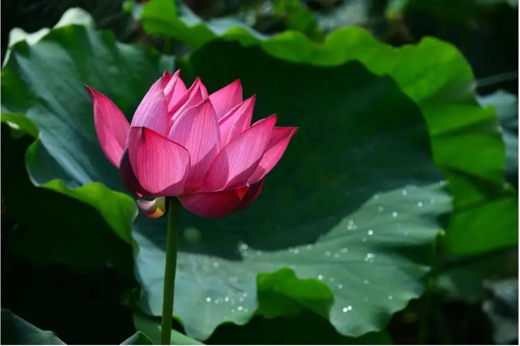 夫妻关系好感情好会有哪些表现,男生要送你礼物怎么拒绝不伤感情