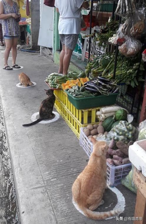 猫做核酸了么,猫核酸检测有必要做吗