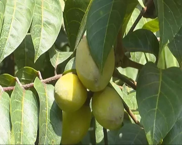 潮汕橄榄水果图片,潮汕橄榄果多少钱一斤