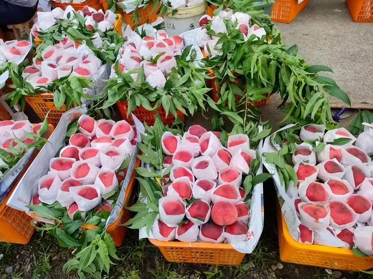 五一期间金堂附近水果采摘,欢迎光临金堂县万亩果园观光采摘